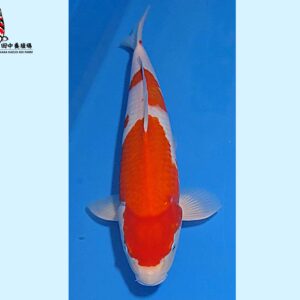 Kohaku Nisai 43-45 cm Tanaka koifarm [normal quality] SKU: TNKK0102
