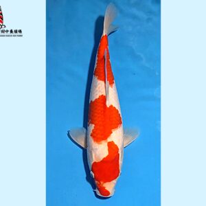 Kohaku Nisai 40-42 cm Tanaka koifarm [normal quality] SKU: TNKK0103