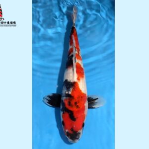 Showa Nisai 40-42 cm Tanaka koifarm [normal quality] SKU: TNKK0104