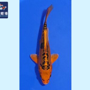 Mizuho Ogon Tosai 19-20 cm Marusei koifarm SKU: HMAR0101