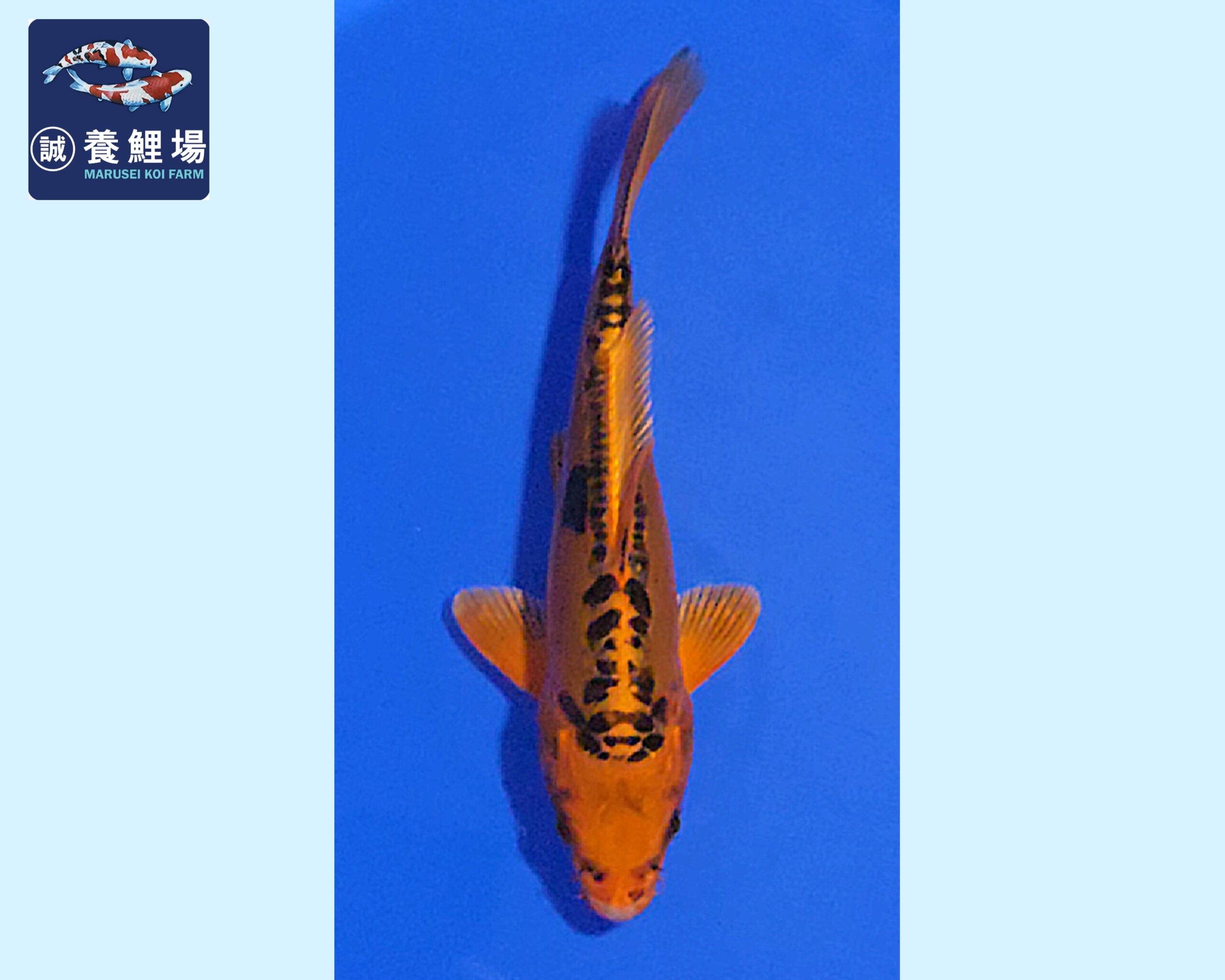 Mizuho Ogon Tosai 19-20 cm Marusei koifarm SKU: HMAR0101