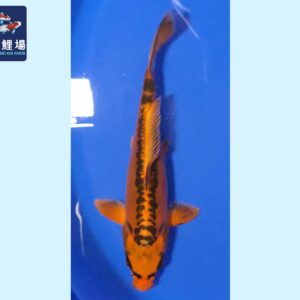 Mizuho Ogon Tosai 19-20 cm Marusei koifarm SKU: HMAR0102