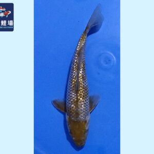 GinRin Ochiba Tosai 20-22 cm Marusei koifarm SKU: HMAR0104