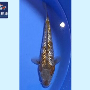 GinRin Ochiba Tosai 20-22 cm Marusei koifarm SKU: HMAR0105