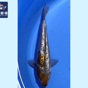 GinRin Ochiba Tosai 20-22 cm Marusei koifarm SKU: HMAR0106