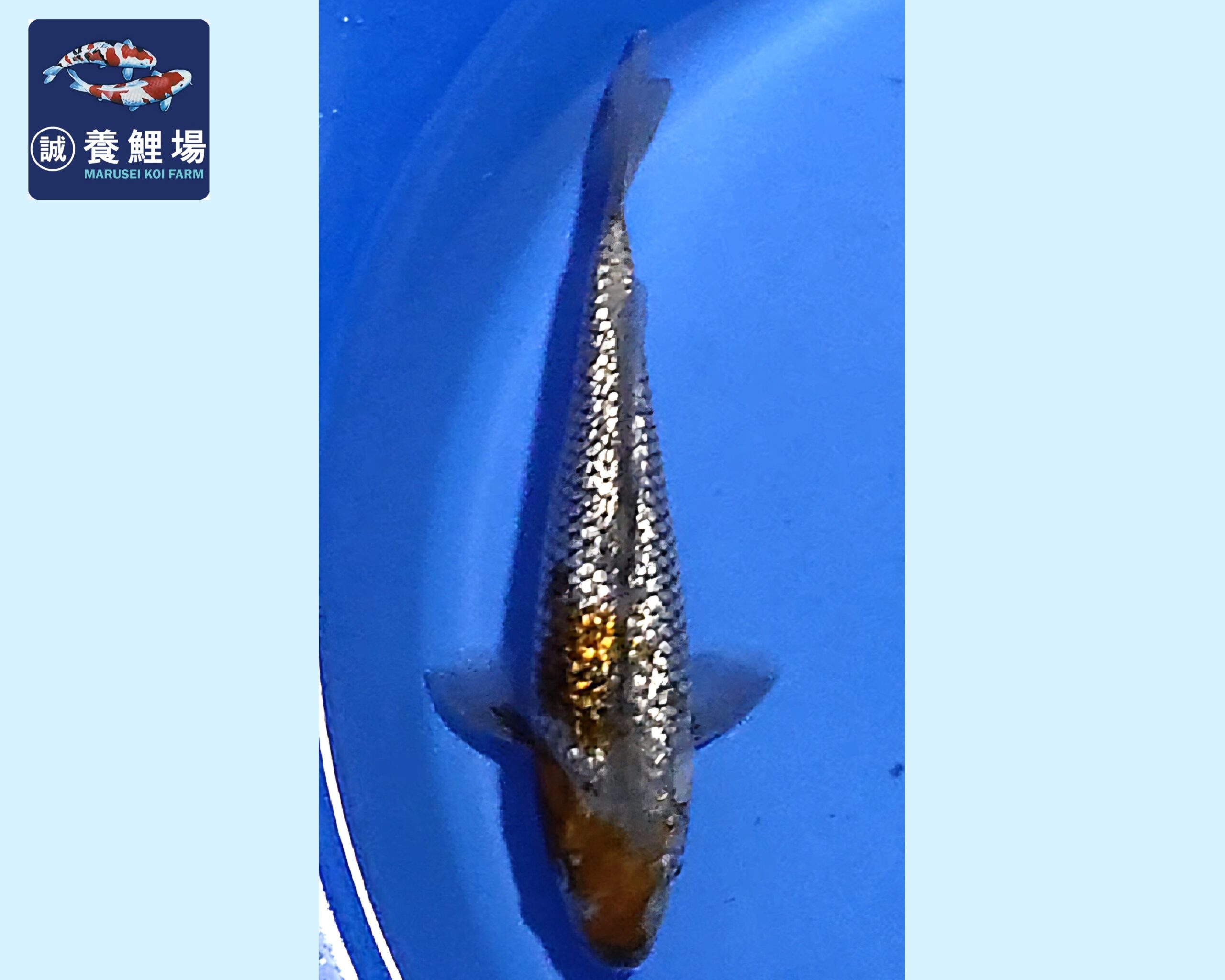 GinRin Ochiba Tosai 20-22 cm Marusei koifarm SKU: HMAR0106