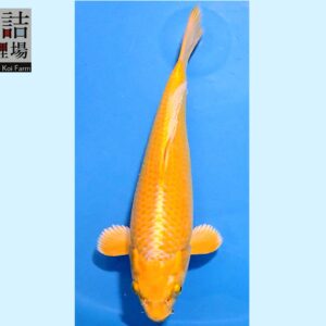 Yamabuki Ogon Tosai 28-29 cm Female 95% Sakazume koifarm SKU: SAKA01-01
