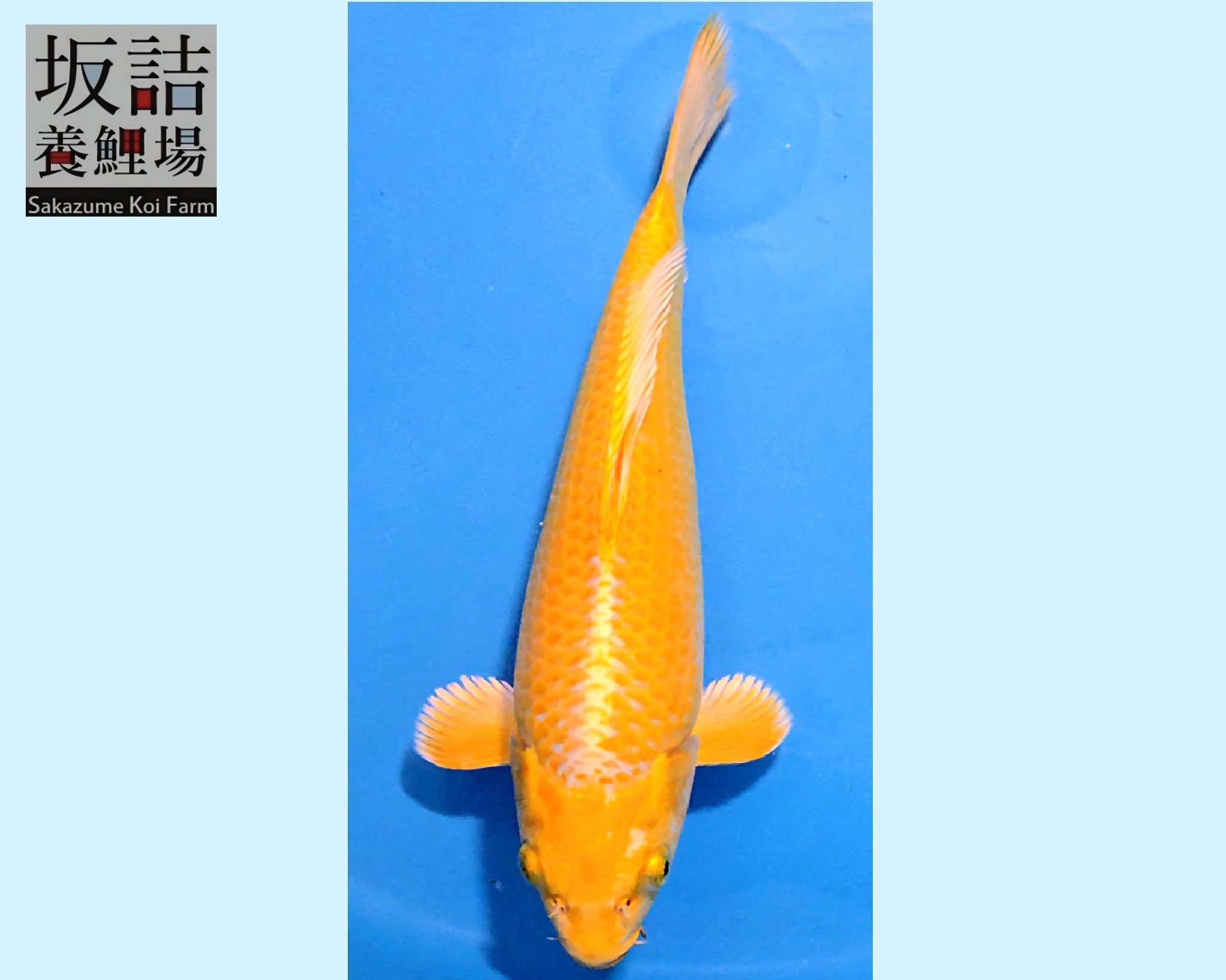 Yamabuki Ogon Tosai 28-29 cm Female 95% Sakazume koifarm SKU: SAKA01-01