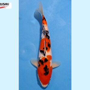 Sanke Tosai 30-31 cm Marushu koifarm [normal quality] SKU: MRH0105-5